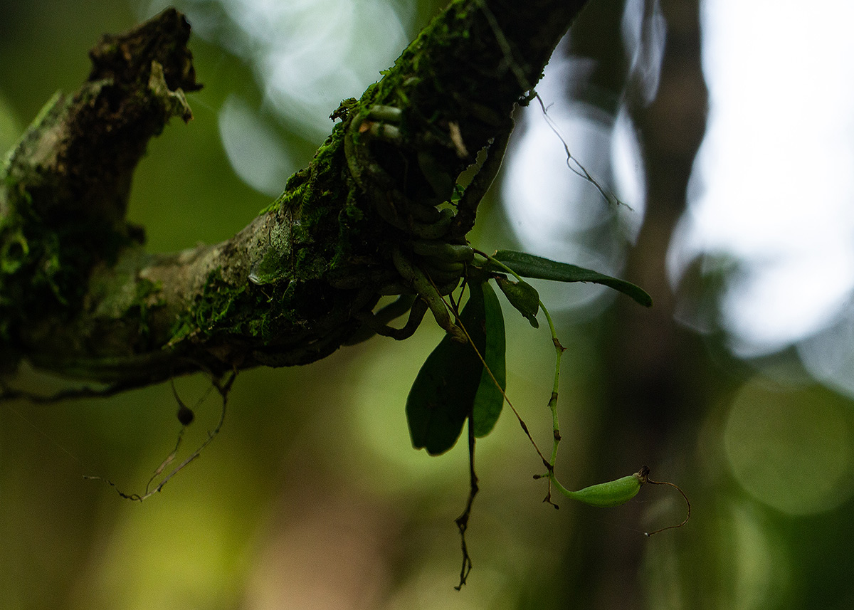 Mystacidium tanganyikense