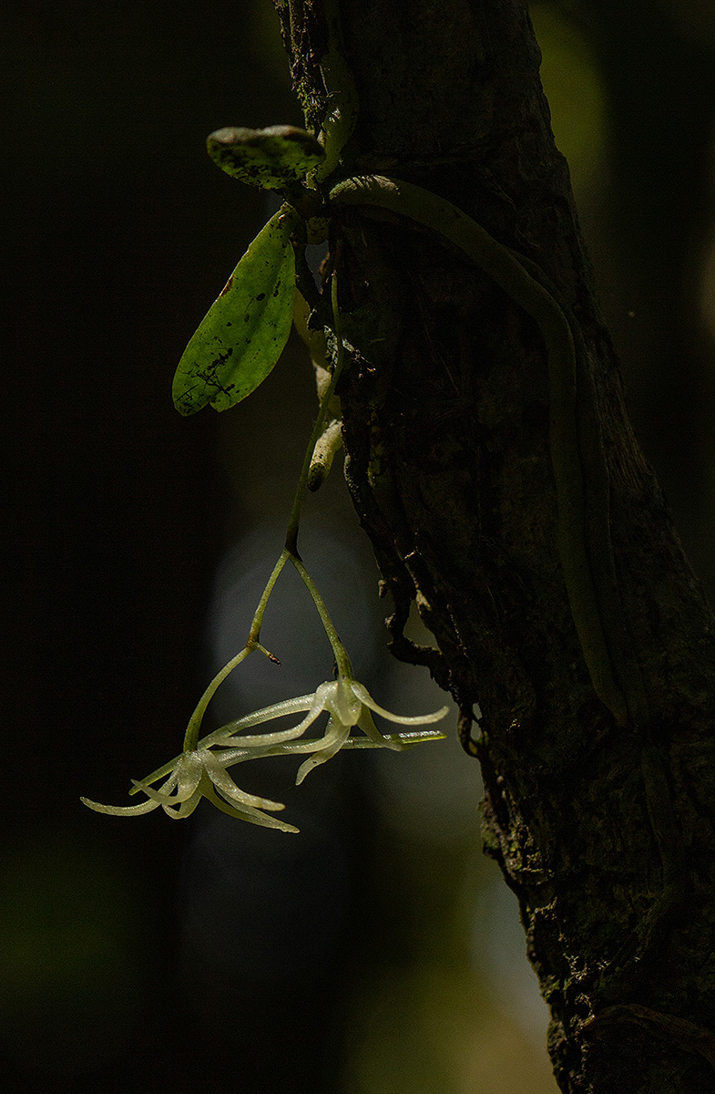 Mystacidium tanganyikense Mystacidium tanganyikense