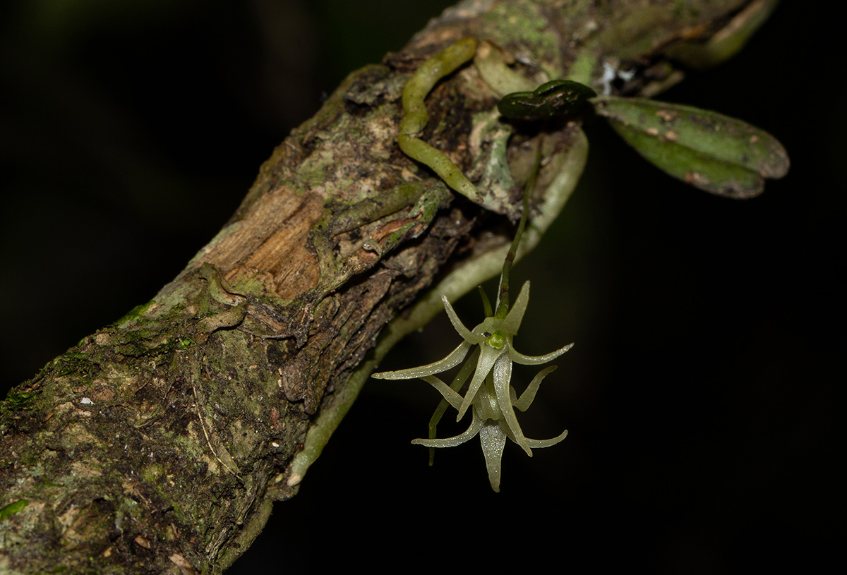 Mystacidium tanganyikense