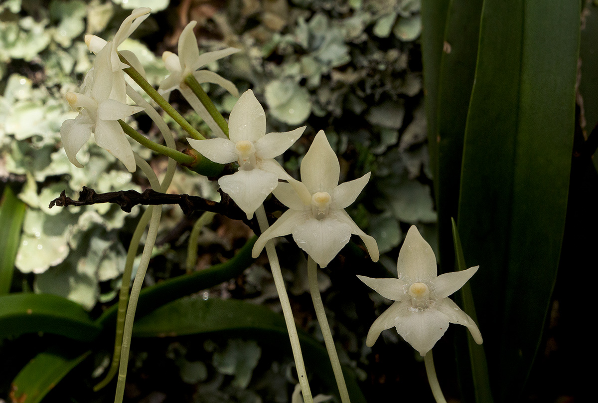 Rangaeris muscicola Rangaeris muscicola