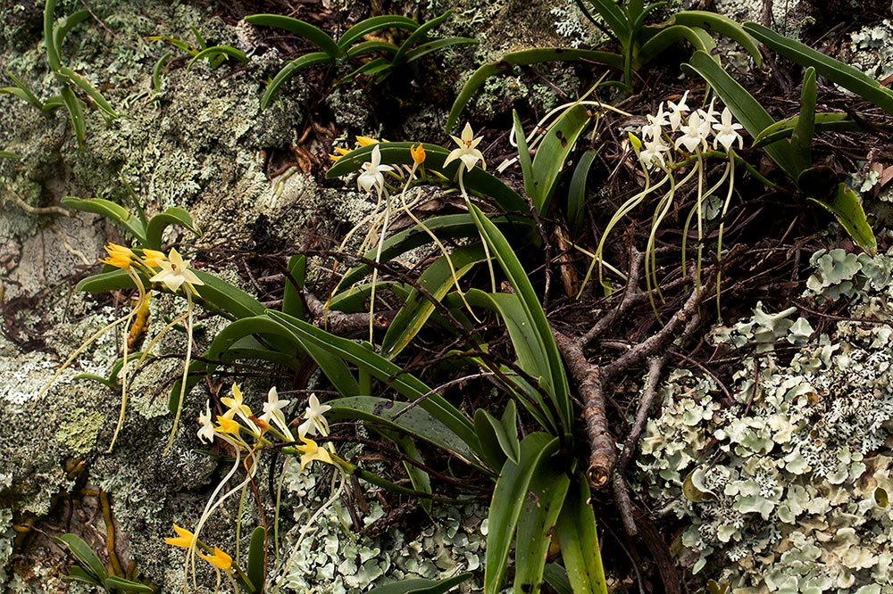 Rangaeris muscicola Rangaeris muscicola