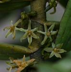 Tridactyle anthomaniaca subsp. anthomaniaca