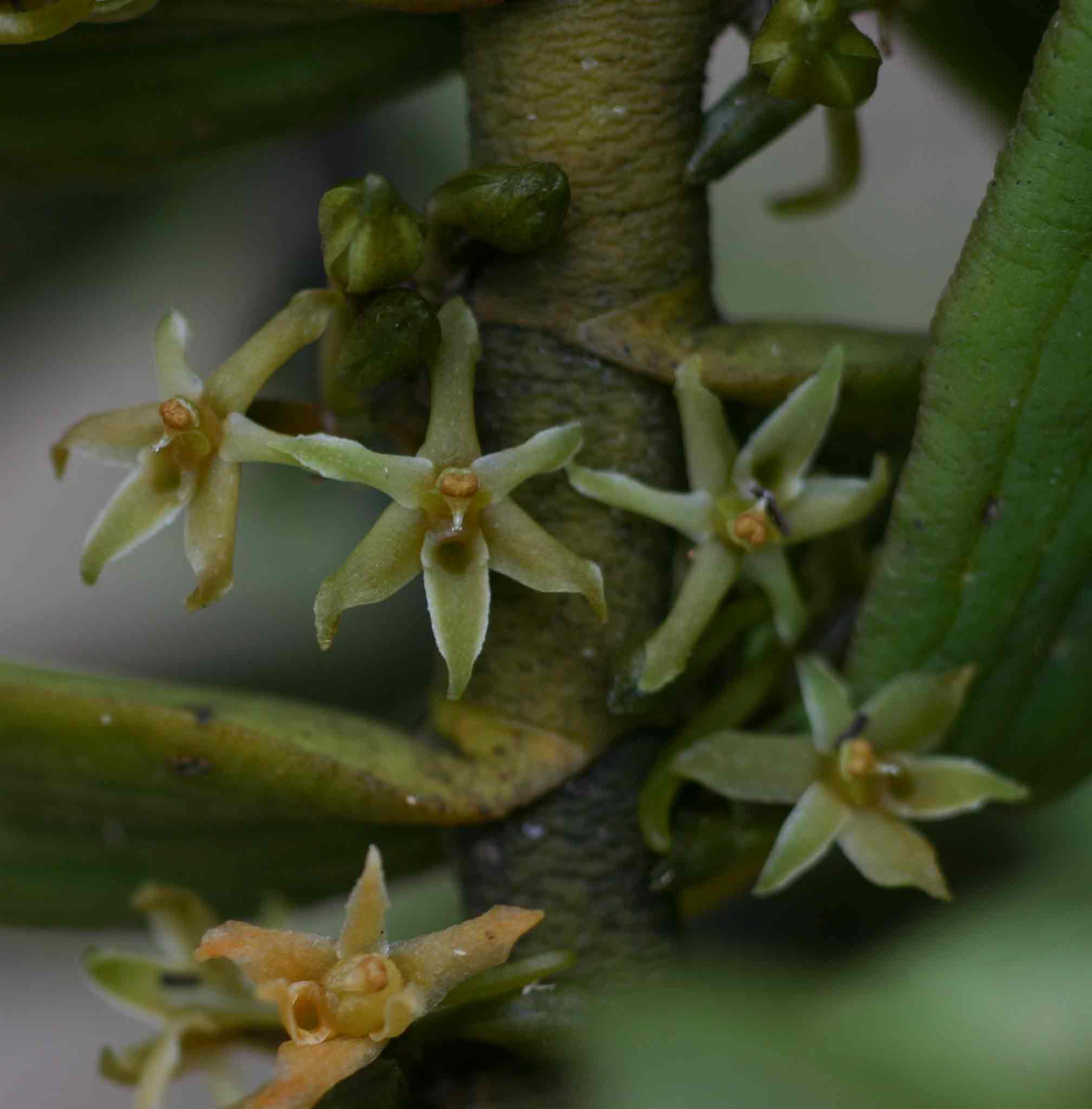 Tridactyle anthomaniaca subsp. anthomaniaca