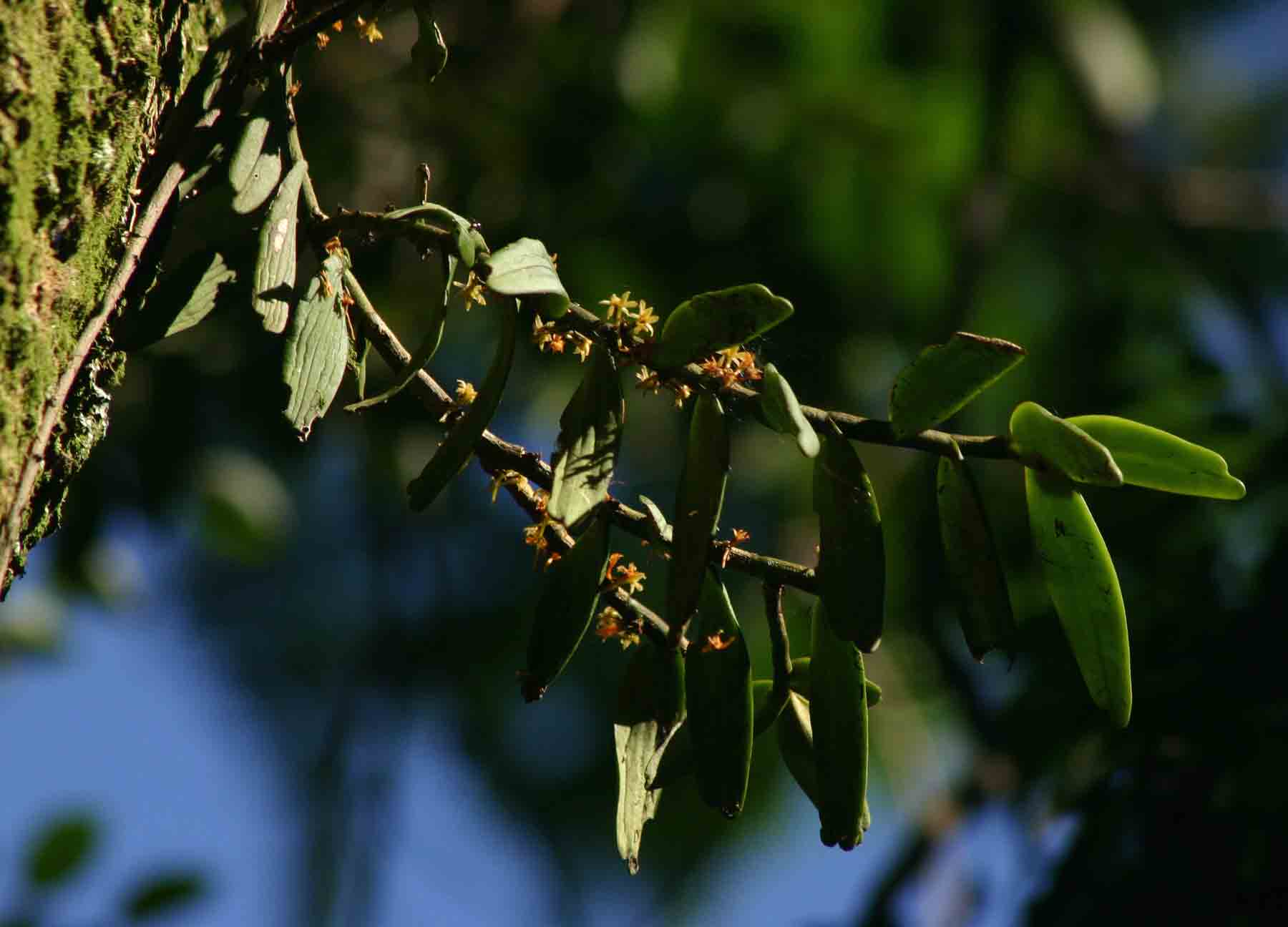 Tridactyle anthomaniaca subsp. anthomaniaca