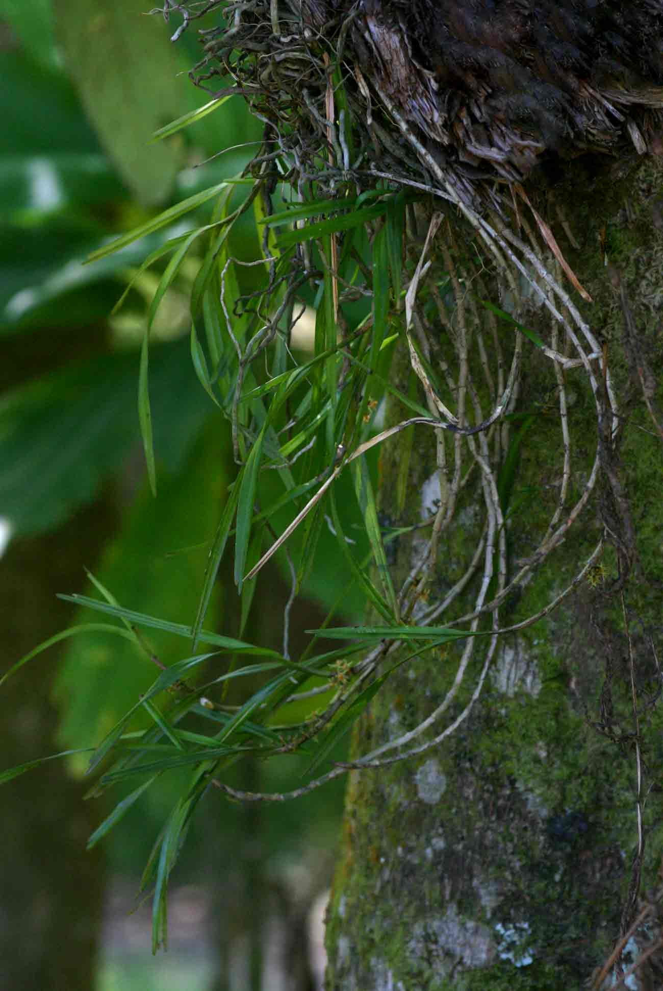Tridactyle inaequilonga