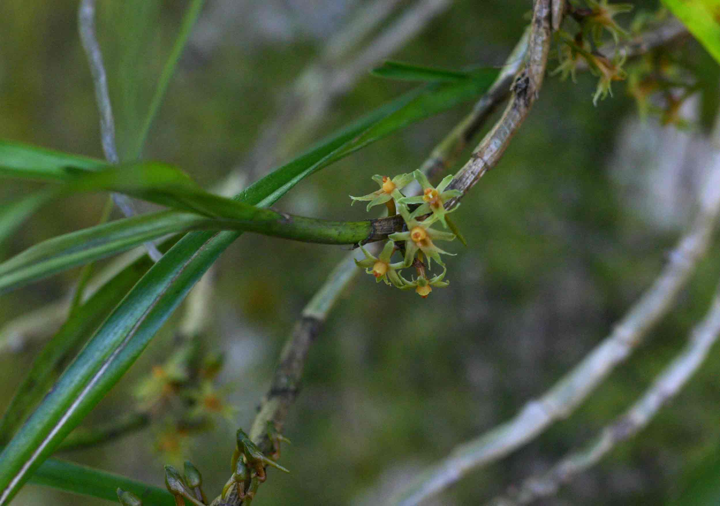 Tridactyle inaequilonga Tridactyle inaequilonga