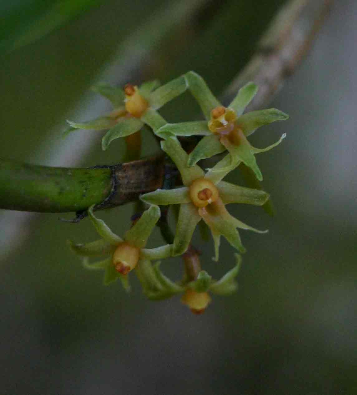 Tridactyle inaequilonga Tridactyle inaequilonga