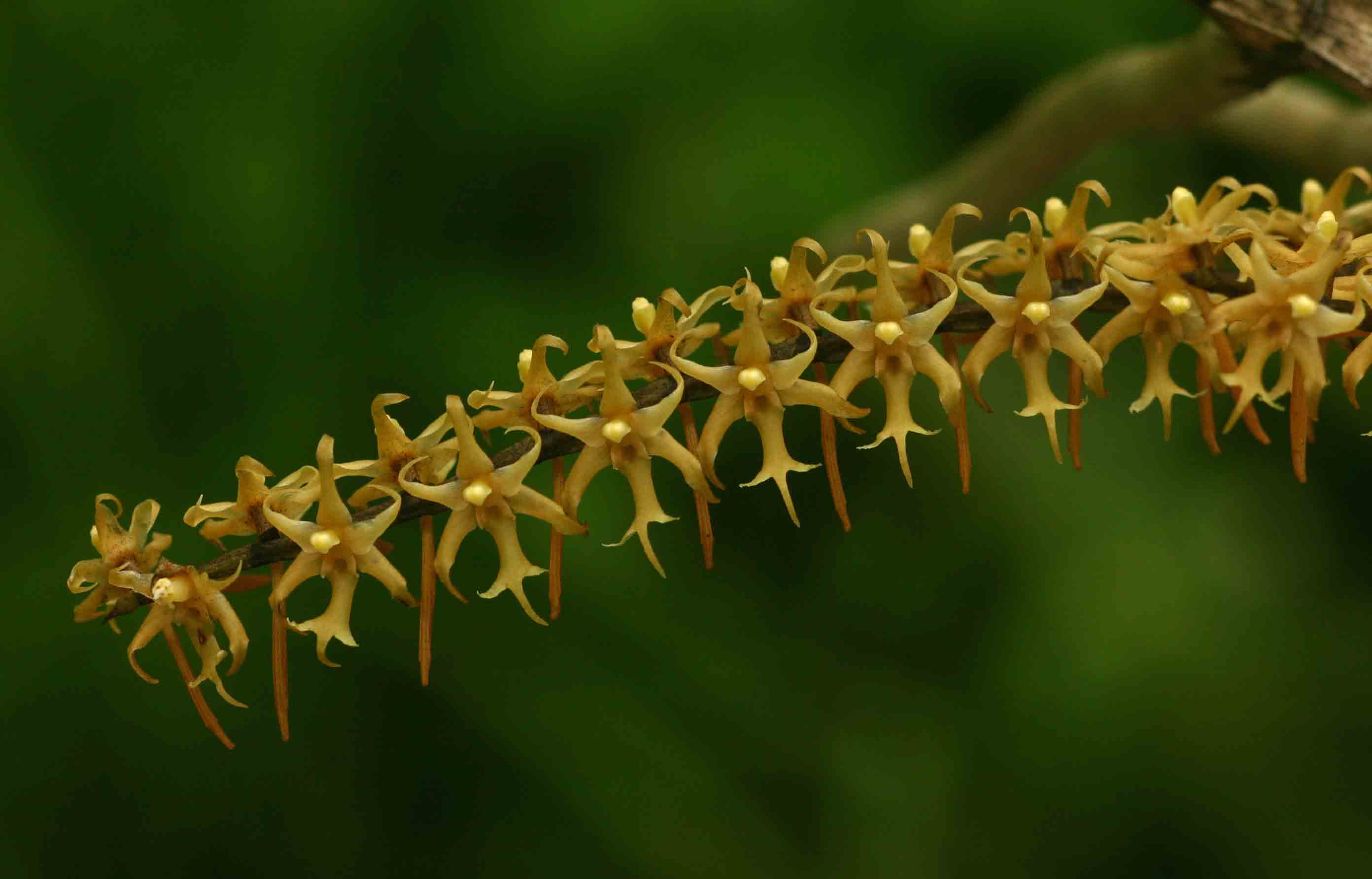 Tridactyle tricuspis Tridactyle tricuspis