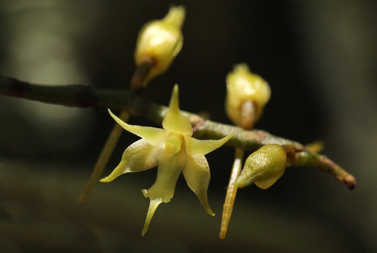 Tridactyle tricuspis