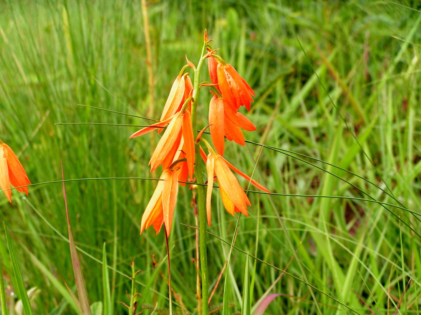 Orthochilus aurantiacus