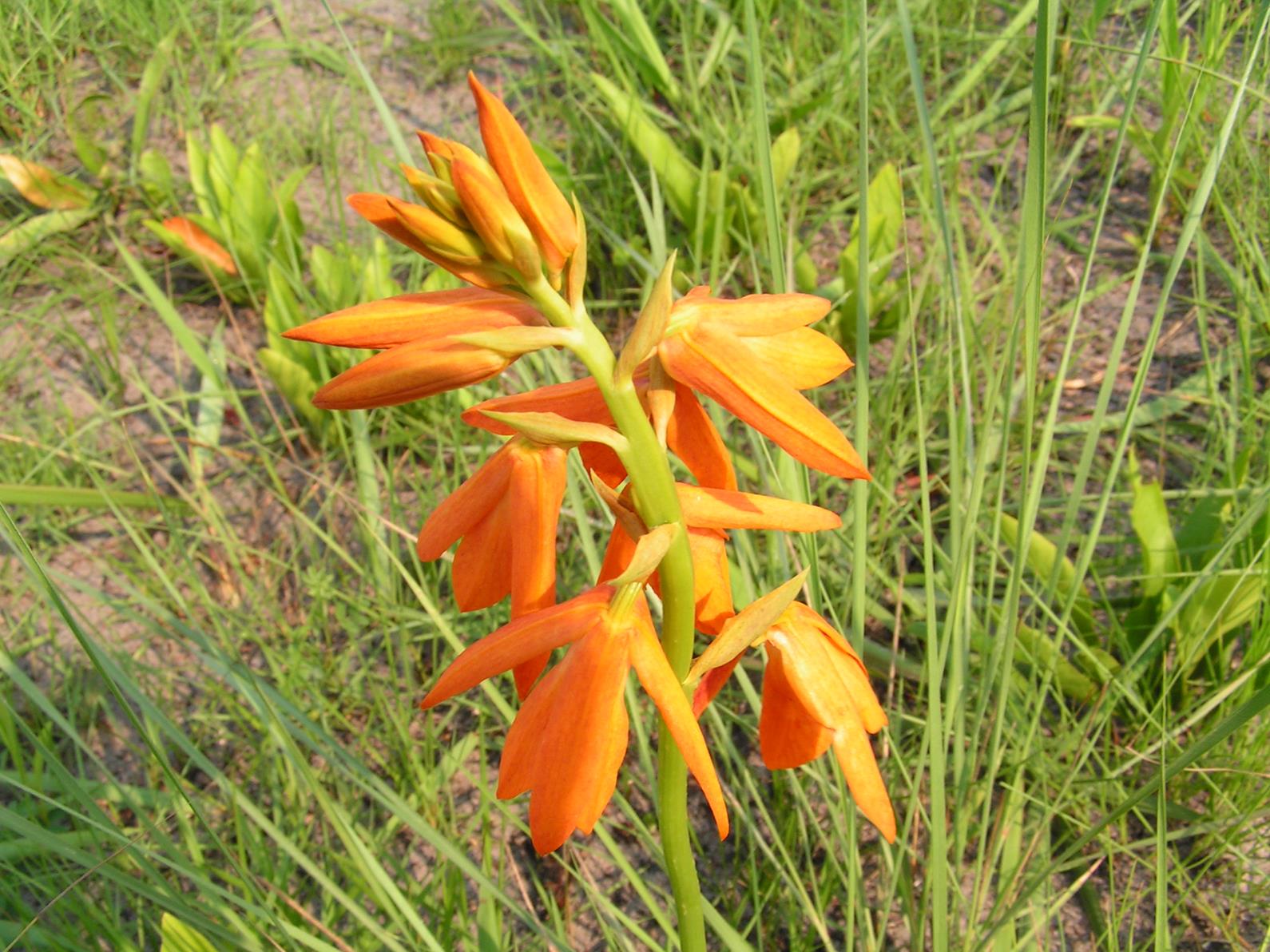 Orthochilus aurantiacus