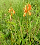 Orthochilus aurantiacus