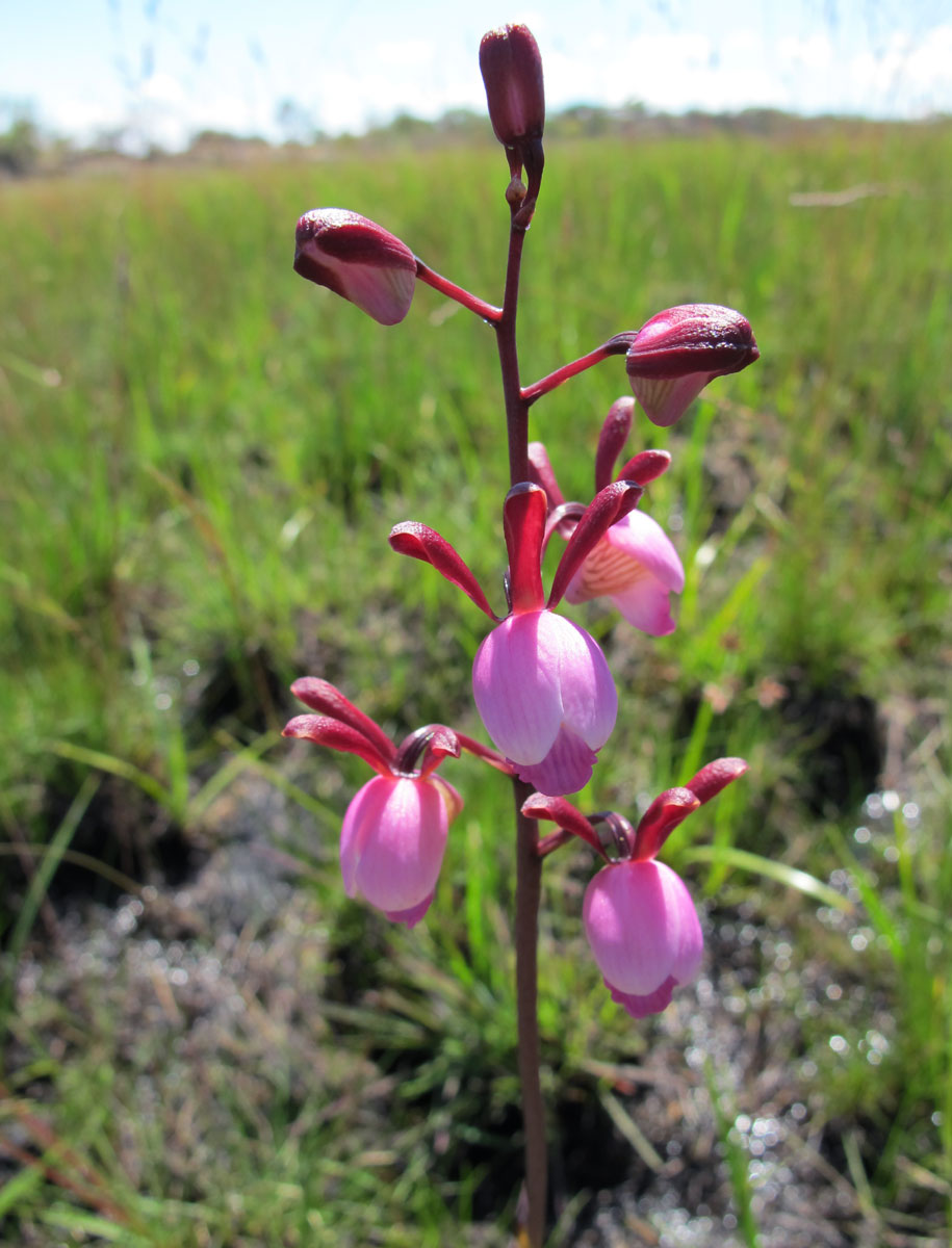 Eulophia coeloglossa