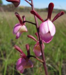 Eulophia coeloglossa
