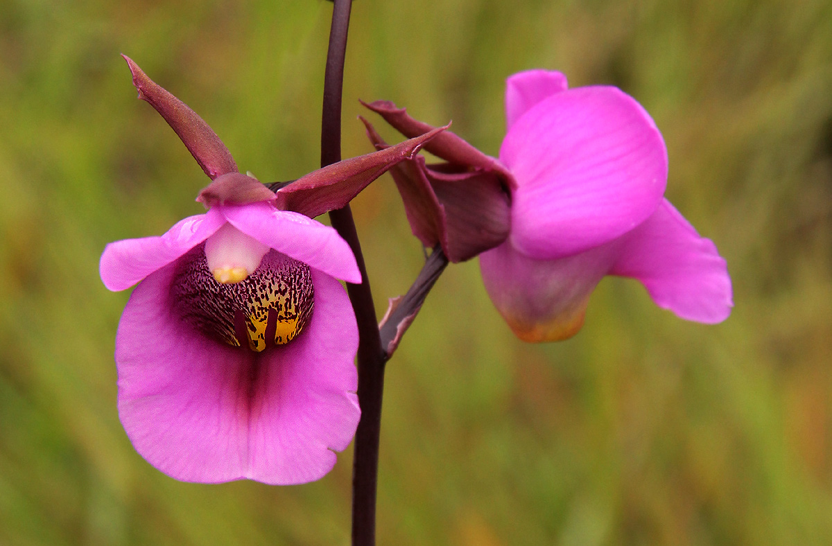 Eulophia cucullata Eulophia cucullata