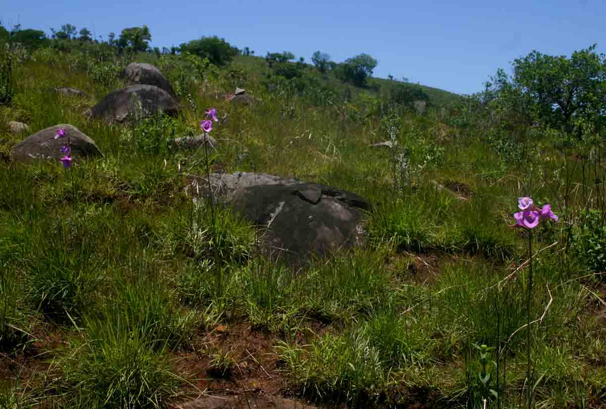 Eulophia cucullata Eulophia cucullata