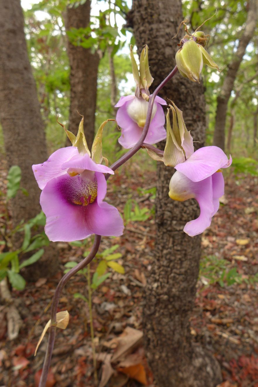 Eulophia cucullata Eulophia cucullata