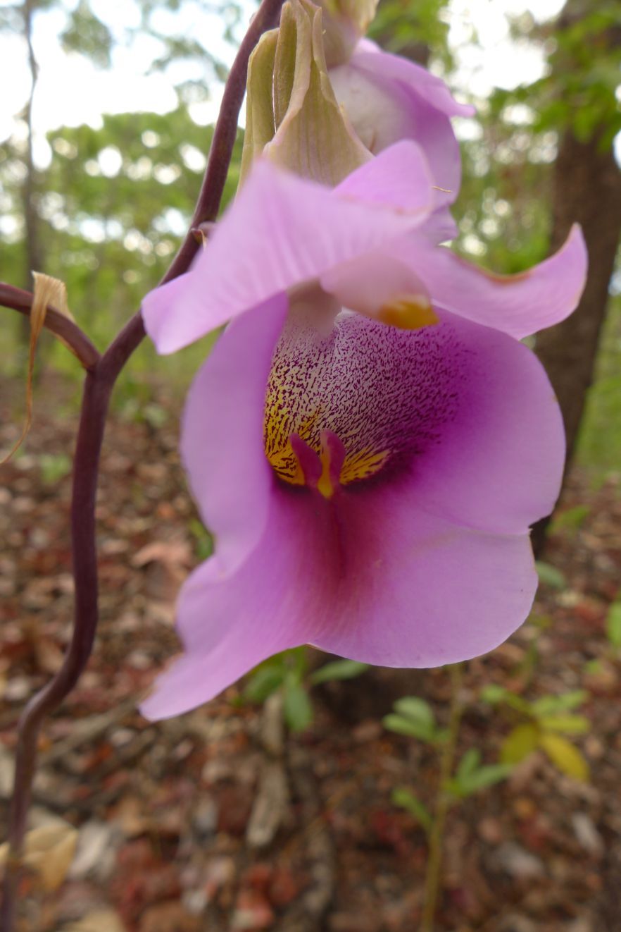 Eulophia cucullata Eulophia cucullata