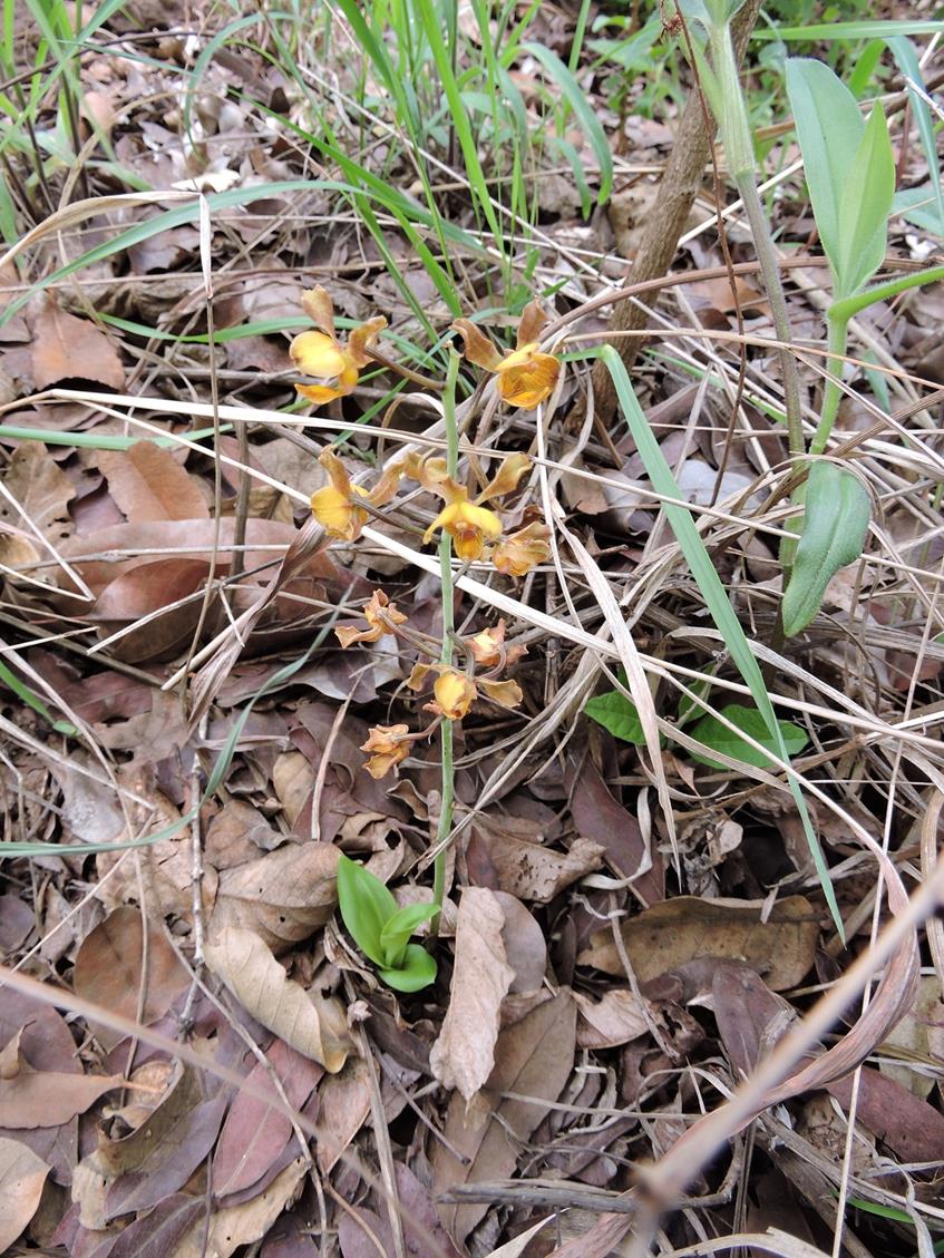 Eulophia fridericii Eulophia fridericii