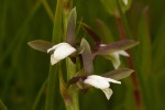 Eulophia hians var. nutans
