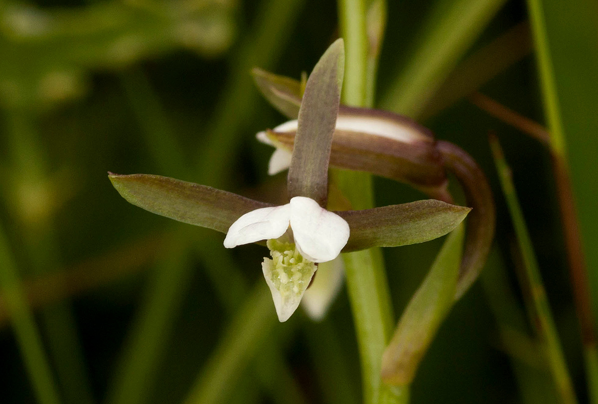 Eulophia hians var. nutans