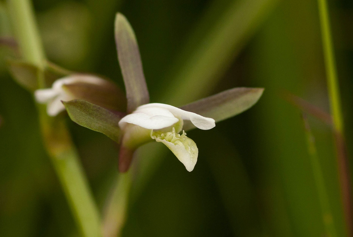 Eulophia hians var. nutans