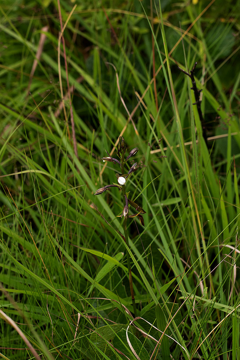 Eulophia hians var. nutans