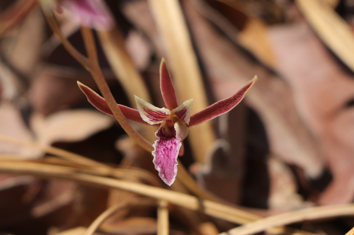 Eulophia katangensis