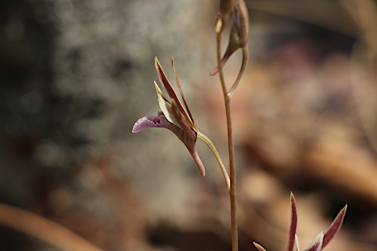 Eulophia katangensis Eulophia katangensis