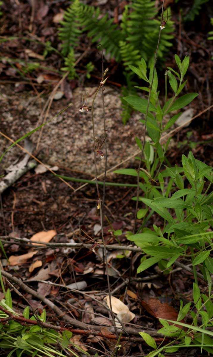 Eulophia longisepala
