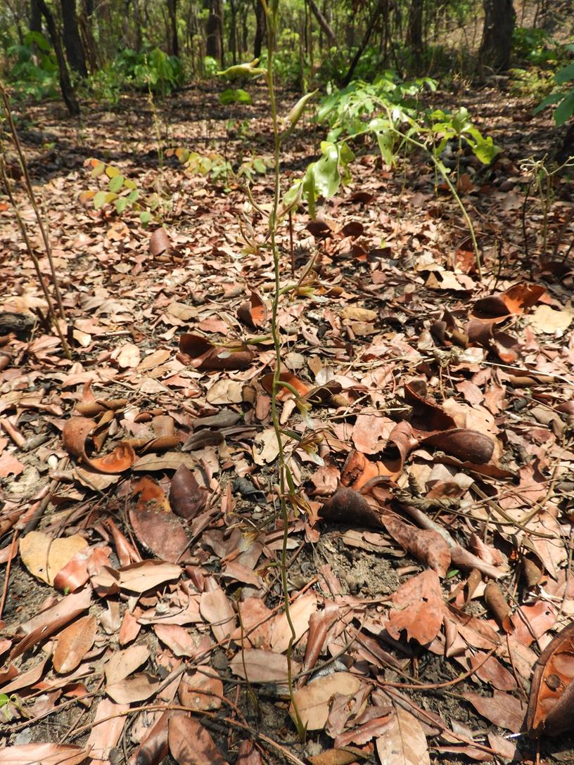 Eulophia macaulayae Eulophia macaulayae