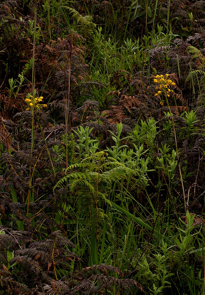 Orthochilus odontoglossus