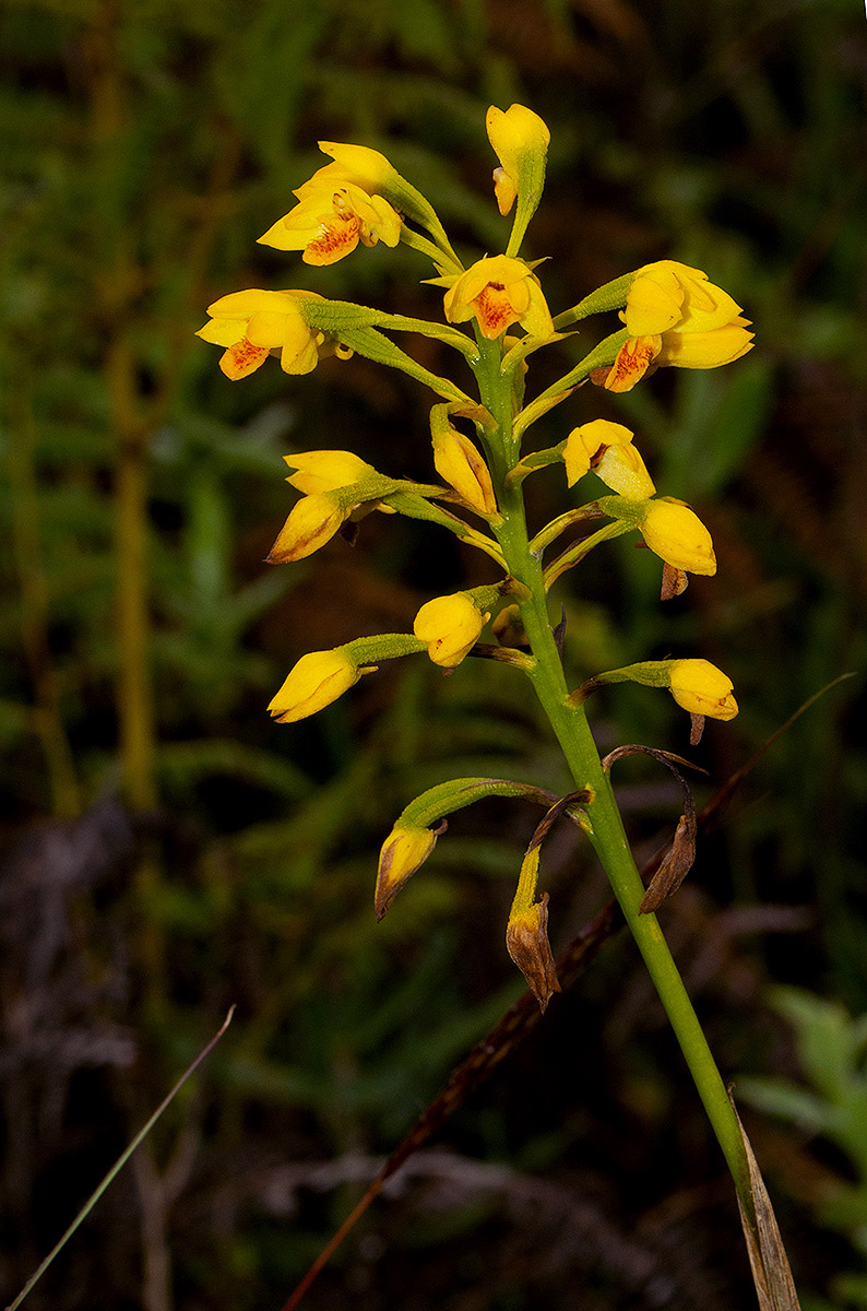 Orthochilus odontoglossus