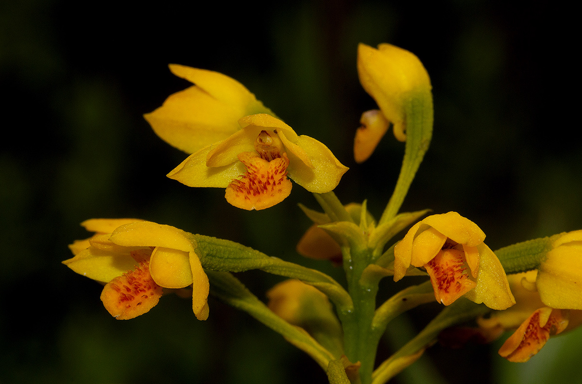 Orthochilus odontoglossus