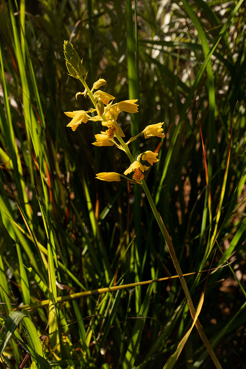 Orthochilus odontoglossus Orthochilus odontoglossus
