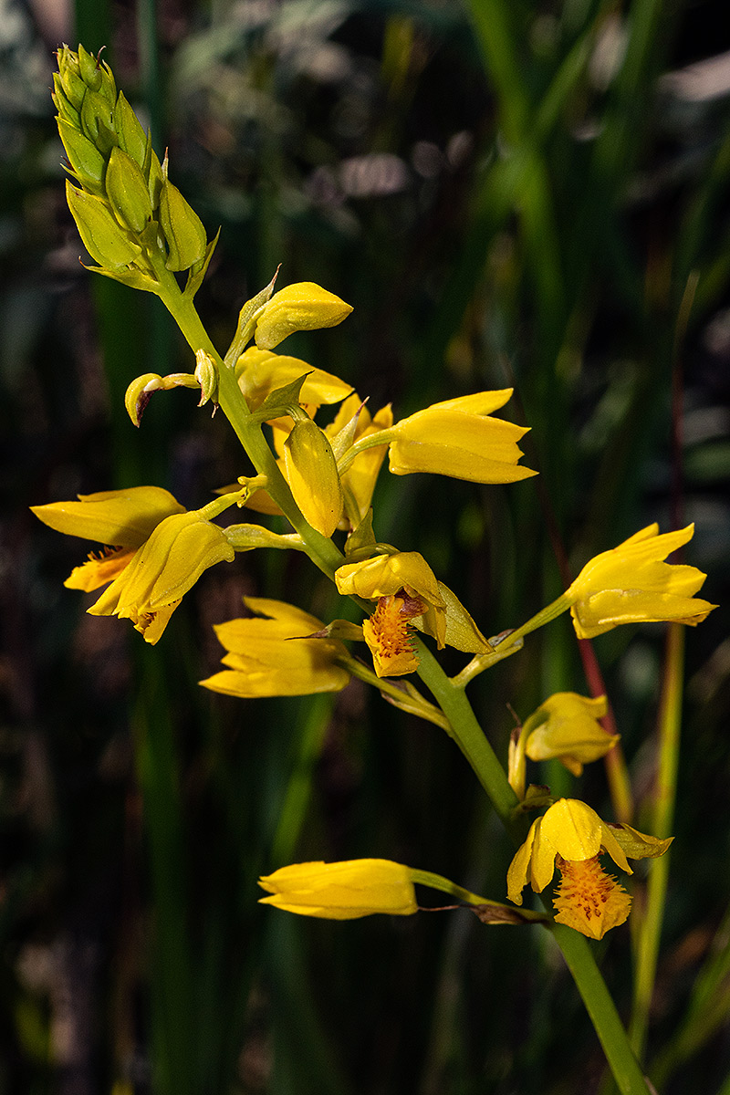Orthochilus odontoglossus
