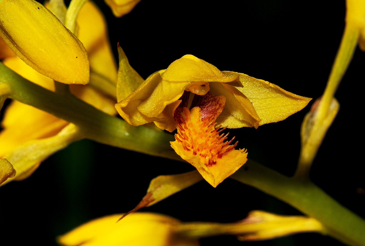 Orthochilus odontoglossus