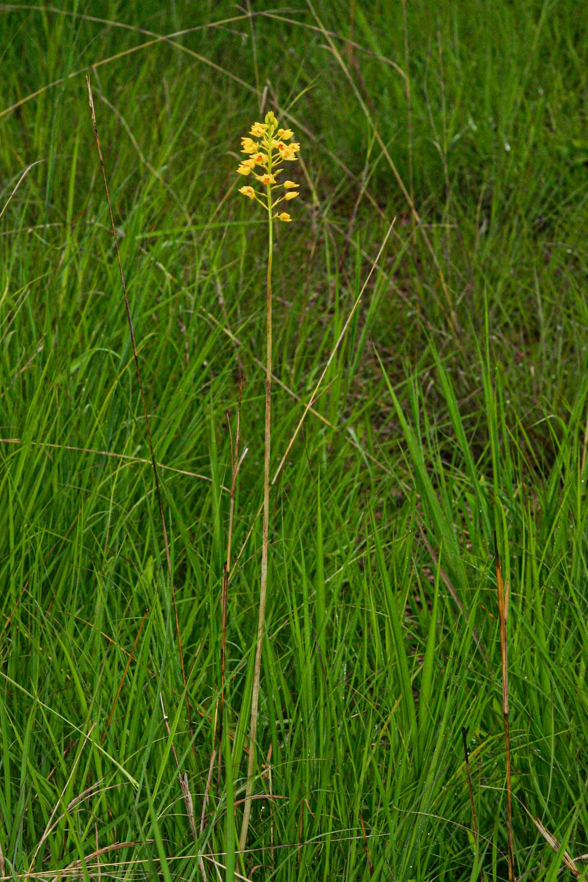 Orthochilus odontoglossus