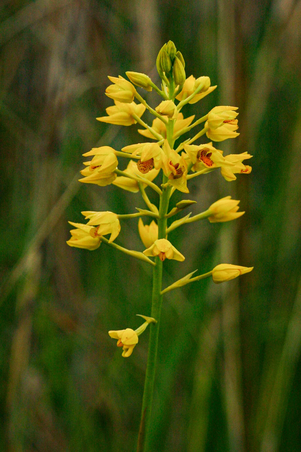 Orthochilus odontoglossus