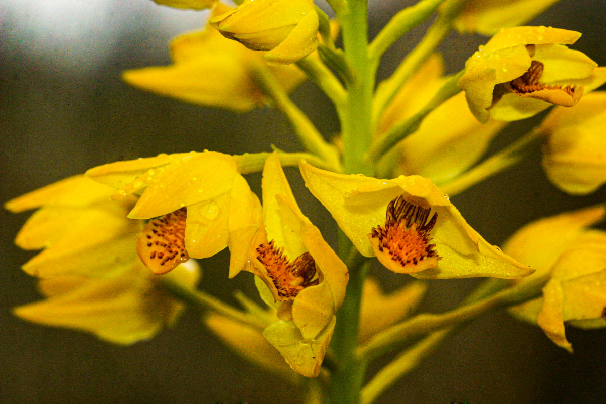 Orthochilus odontoglossus