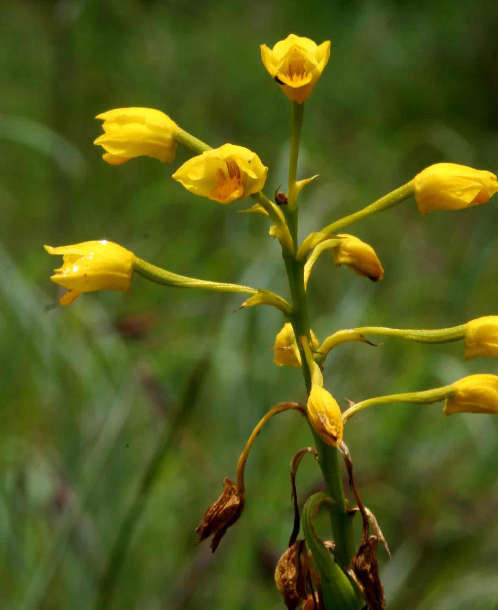 Orthochilus odontoglossus
