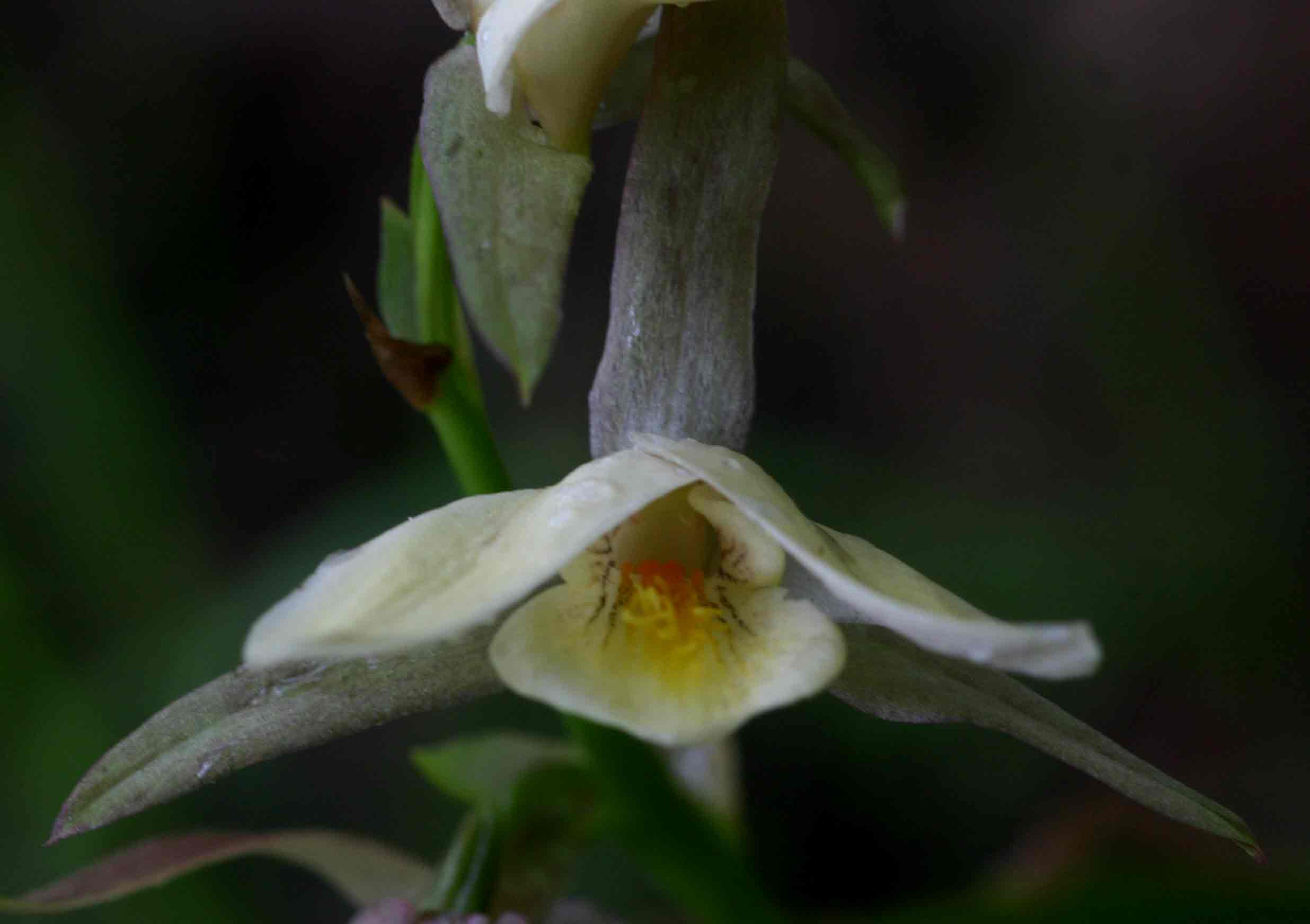Eulophia ovalis var. bainesii Eulophia ovalis var. bainesii