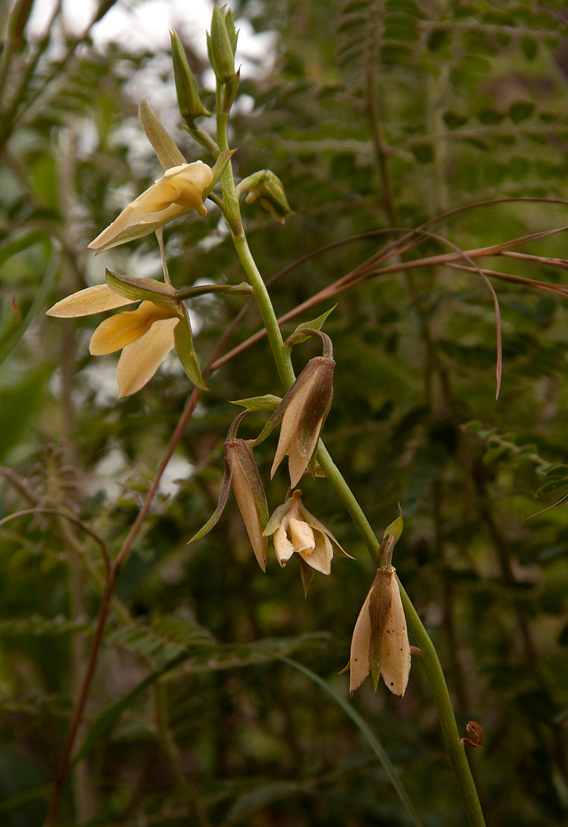 Eulophia ovalis var. bainesii