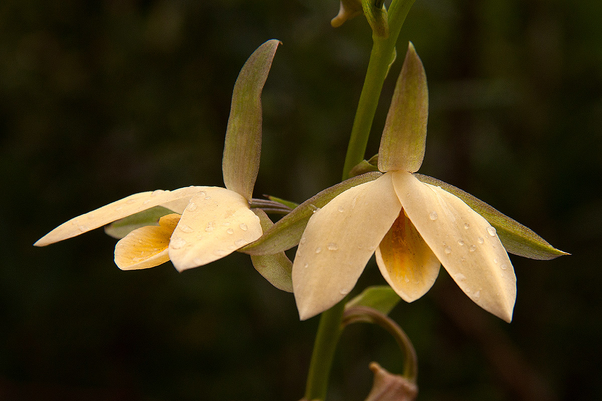 Eulophia ovalis var. bainesii
