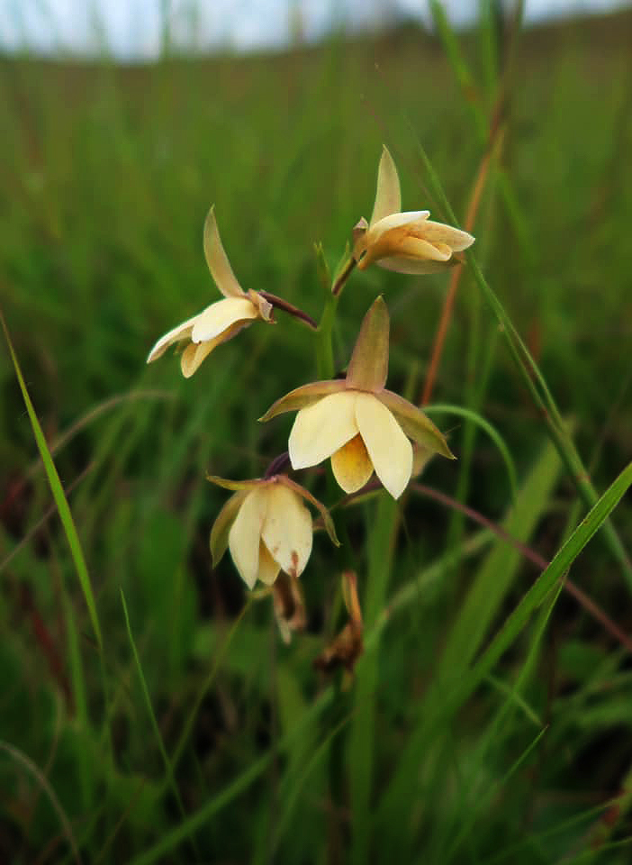 Eulophia ovalis var. bainesii