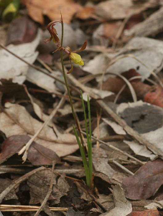 Eulophia penduliflora