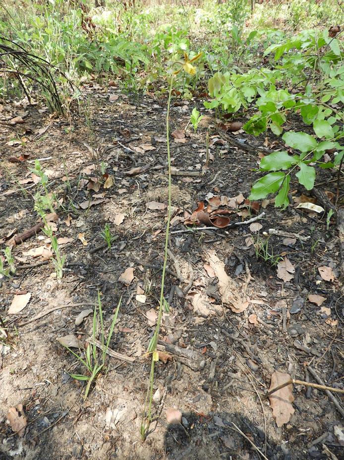 Eulophia penduliflora