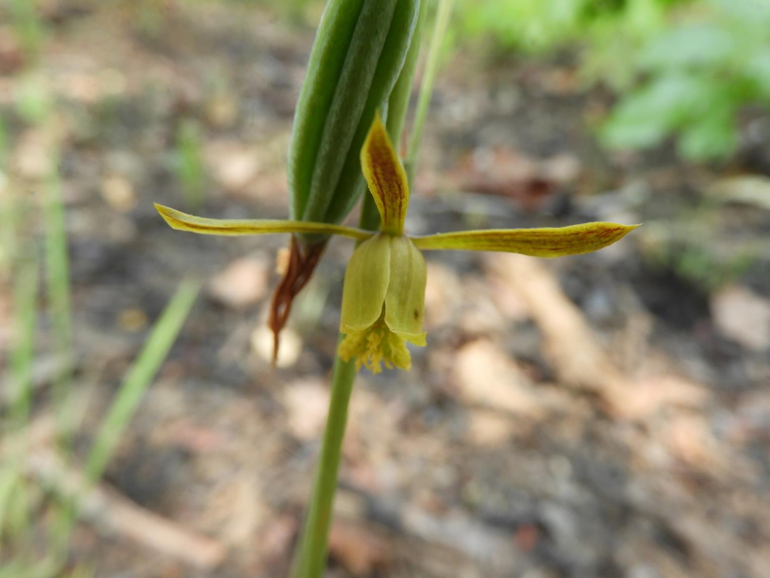 Eulophia penduliflora
