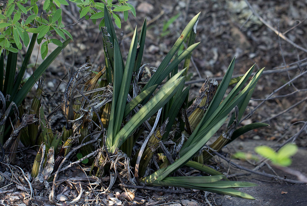 Eulophia petersii Eulophia petersii