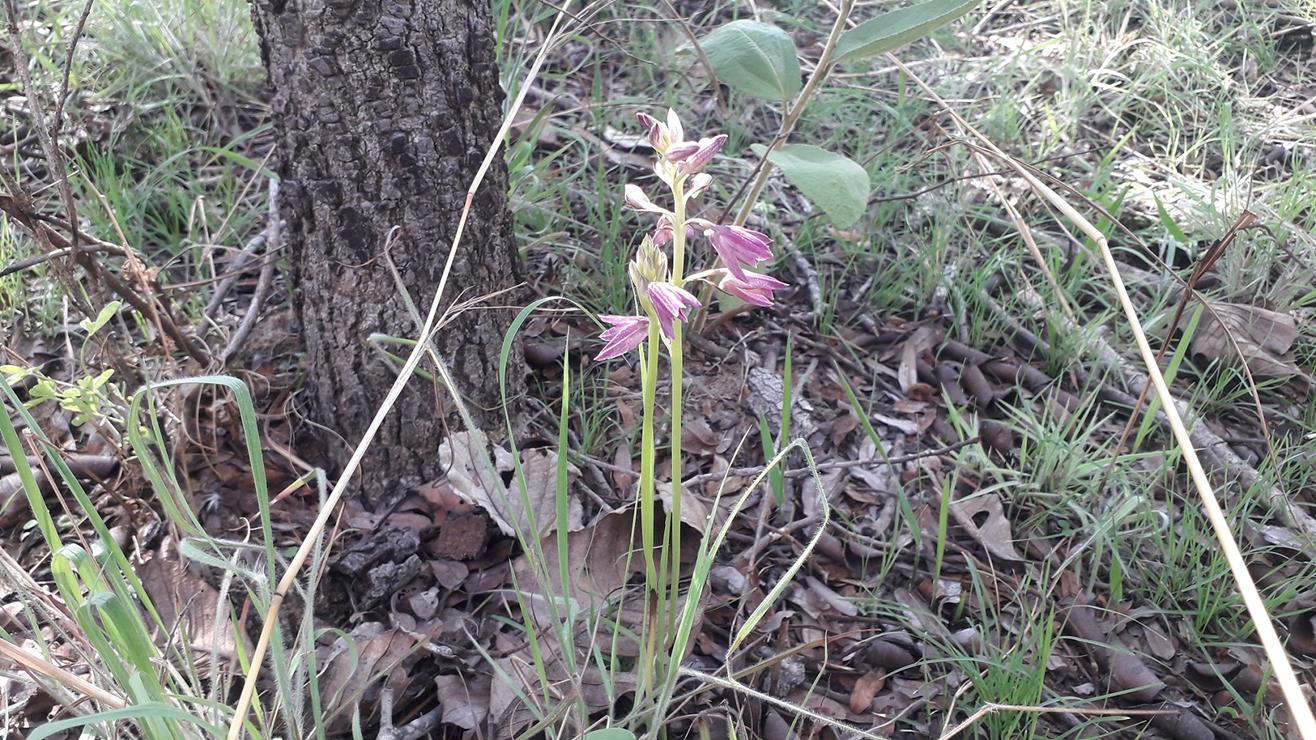 Orthochilus rarus Orthochilus rarus